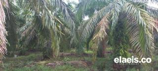 Guru Besar UGM Kritik Rencana Prabowo soal Perluasan Lahan Sawit