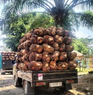 Lelah Menanjak, Harga TBS Sawit di Kaltim Turun Rp 21,79