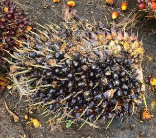 Rusak Harga, Petani Diingatkan Tidak Panen Buah Sawit Mentah