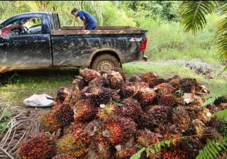 Harga TBS Sawit di Jambi Turun Lagi, Tertinggi Rp 3.397,51/kg