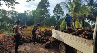 Plasma Anjlok, Harga TBS Sawit Swadaya di Sumut Justru Naik