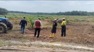 75 Hektar Lahan Koperasi Makmur Mandiri Siap Ditanami Padi Gogo