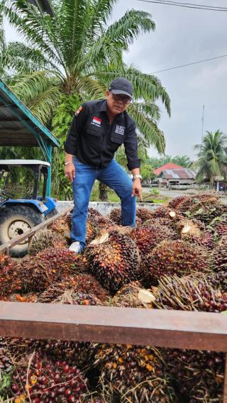CPO Terus Melemah, Harga TBS Sawit Sumbar Makin Tertekan
