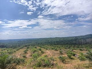 11.976 Hektar Kebun Sawit di Merangin Cocok untuk Pengembangan Padi Gogo