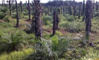 168 Hektar Lahan Replanting di Rohul Diusulkan Ditanami Padi Gogo 