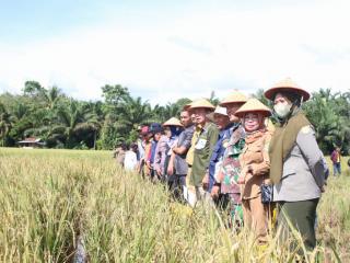 Hampir 200 Hektar Lahan Replanting Sawit Siap Ditanami Padi Gogo