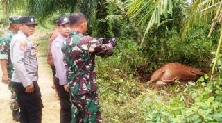 Harimau Terkam Sapi di Kebun Sawit, Petani Diminta Kurangi Aktivitas
