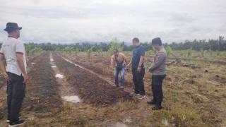 Lahan Replanting Sawit PT KAS Siap Ditanami Jagung Pola Tumpang Sari