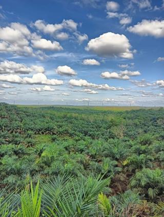 Petani Sawit Merangin Desak Pemerintah Tinjau Ulang Pembatasan Ekspor Limbah Sawit