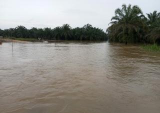 Dikepung Danau Dadakan, 200 Hektar Kebun Sawit Koppsa-M Tak Bisa Dipanen