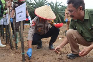 Dua PBS di PALI Sokong Tumpang Sari Jagung di Lahan Sawit