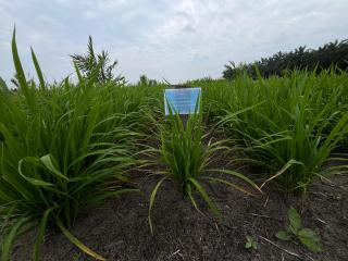 Progres Program Tampan Memuaskan, Berpotensi Tambah Pendapatan Petani Sawit