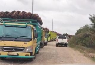 PKS PTPN 4 Regional 1 Rusak, Petani Banten Jual TBS Sawit ke Lampung