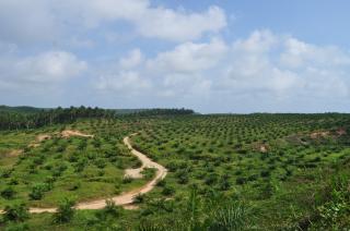 PT. Agricinal Luncurkan Program RAMATA untuk Pembangunan Ekonomi Berkelanjutan di Bengkulu Utara