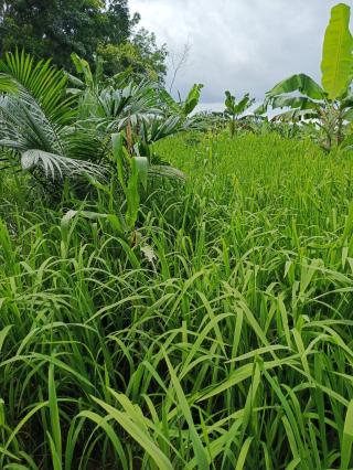 229 Hektar Lahan Kering Siap Ditanami Padi Gogo di Kabupaten Banjar