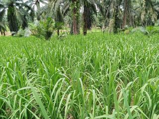 Usulan CPCL Padi Gogo di Aceh Timur Capai 806,24 Hektar