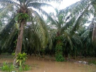 Puluhan Hektar Kebun Sawit di Santan Tengah Kebanjiran, Buah Busuk di Pohon