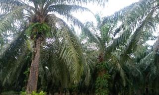 Sudah 3 Tahun, Usul Bantuan Sarpras Poktan Makmur I Belum Jebol