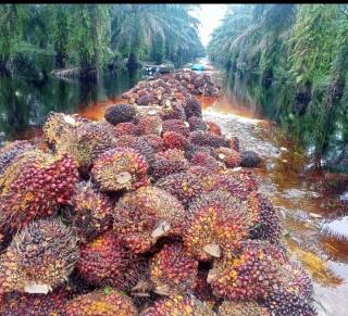 Harga TBS Sawit di Jambi Makin Merosot, Jadi Rp 3.299,65/kg