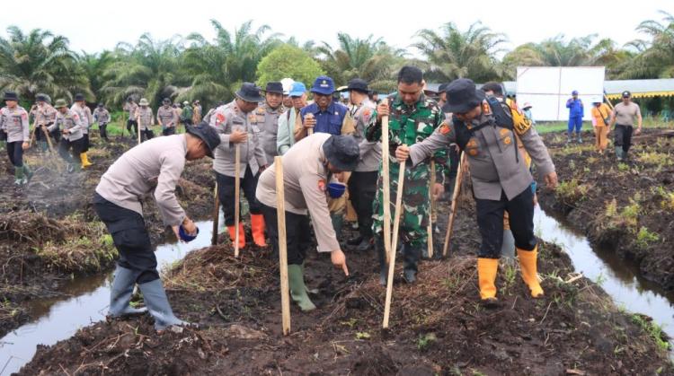 Penanaman Jagung Pola Tumpang Sari di Lahan Sawit di HSU Berlanjut