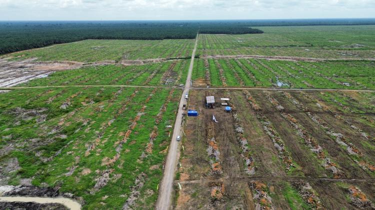 27 Hektar Lahan Perusahaan Sawit Ditanami Jagung Pola Tumpang Sari
