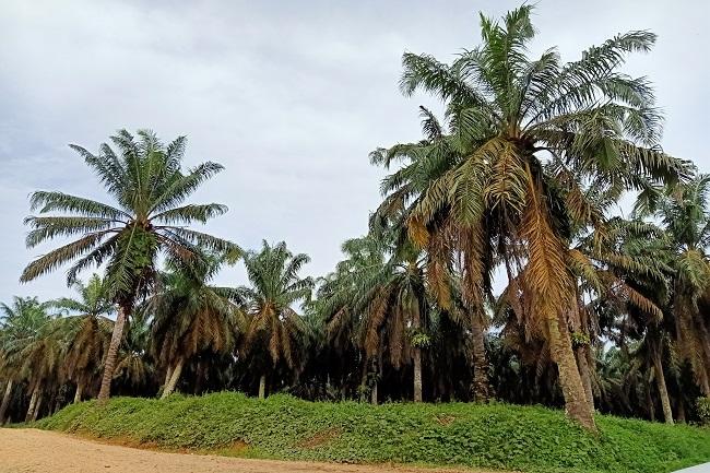 Dongkrak Ekonomi Petani Sawit Kecil, PSR Sudah Tepat Bagian PSN