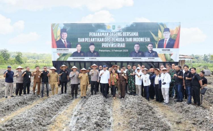 Penanaman Jagung Pola Tumpang Sari di Kebun Sawit di Riau Dilanjutkan