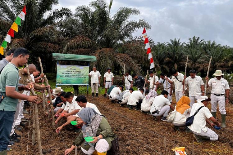 Dorong Produksi Jagung di HGU Sawit, Anak Usaha PT ANJ Luncurkan Kesatria Ketapang