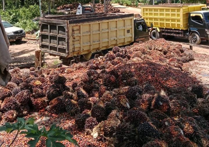 Kembali Bergairah, Harga TBS Sawit di Sumut Naik Jadi Rp 3.412.42/Kg