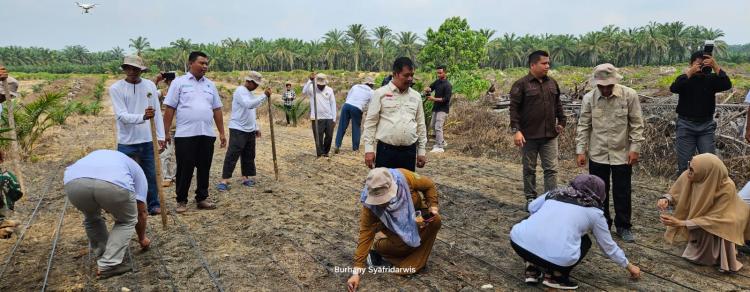 Koperasi Makmur Mandiri Tanam Perdana Padi Gogo di Lahan Peremajaan Sawit