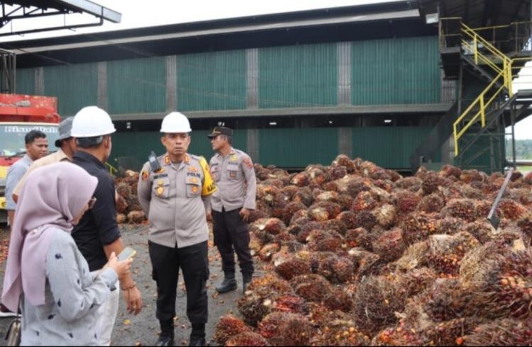 Harga TBS Sawit di Jambi Naik Jadi Rp 3.366,80/Kg