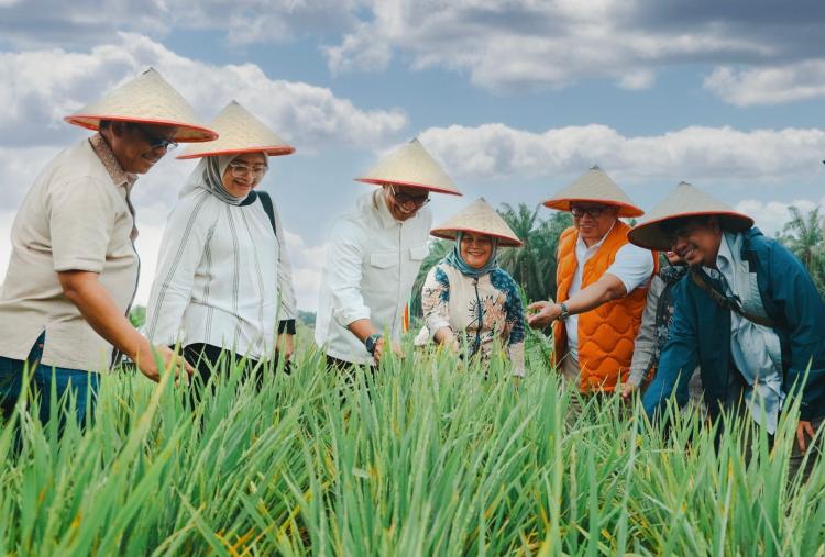 Areal PSR PTPN IV Regional III di Siak Diproyeksikan Hasilkan 50 Ton Gabah