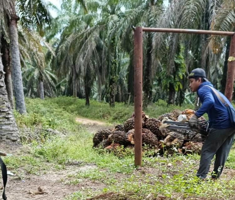 Harga TBS Naik, Produksi Sawit di Jambi Malah Anjlok