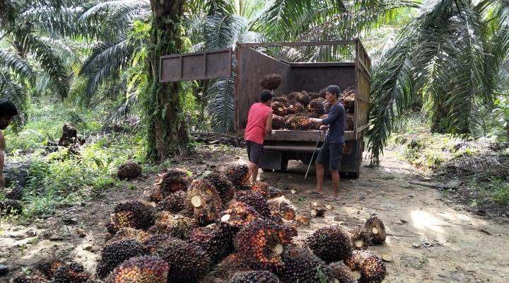 Jeblok Lagi, Harga TBS Sawit di Kaltim Jadi Rp 3.180,19/Kg