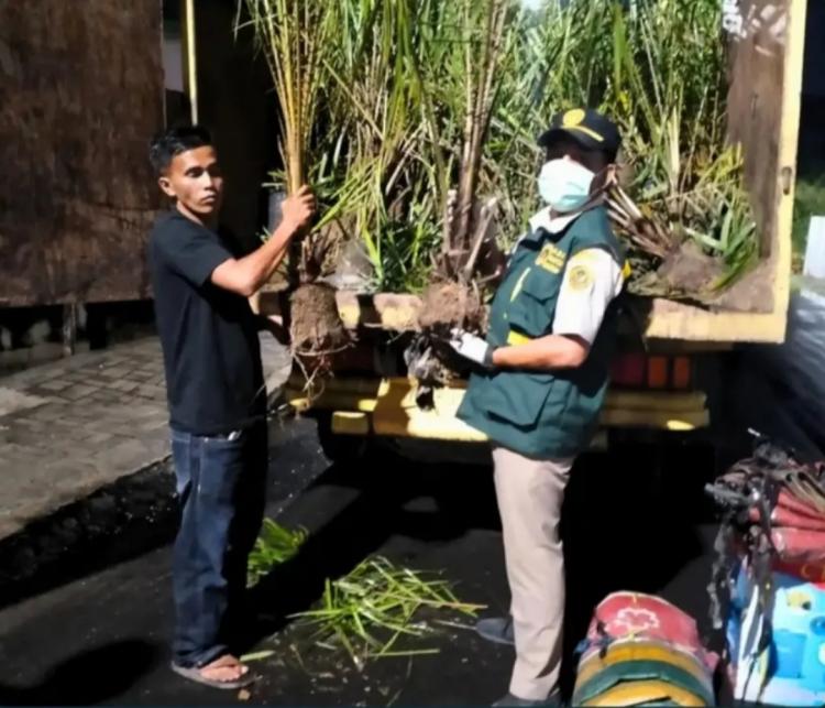 Kelapa Sawit Jadi Primadona Baru di Nias