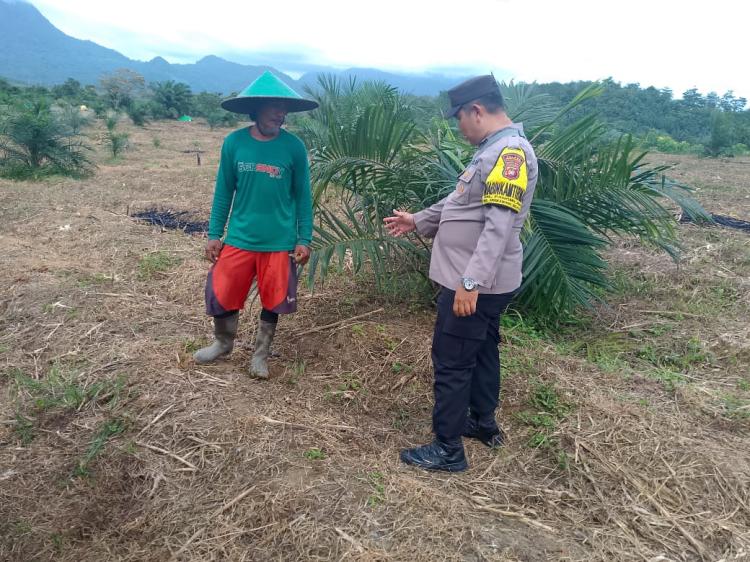 Dorong Program Tumpang Sari di Lahan Sawit, Aipda Iswan Jadi Penyuluh Pertanian Dadakan