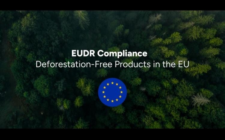 EUDR Ditangguhkan Setahun, tapi Indonesia Masih Keberatan karena 4 Hal ini