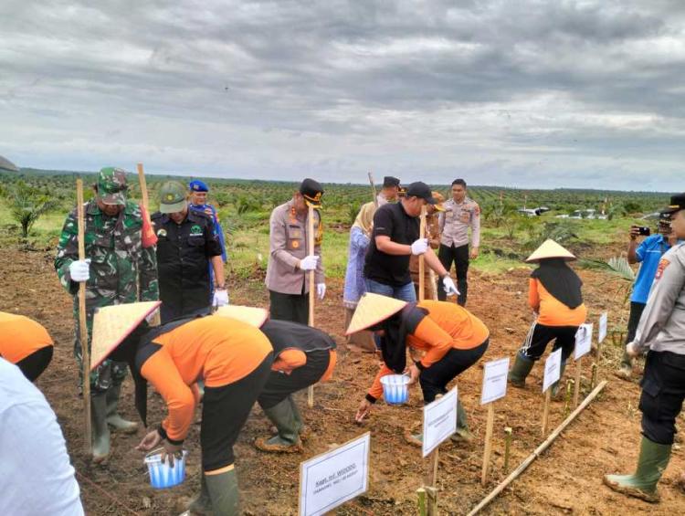 Diremajakan, Lahan Plasma Sawit di Mesuji Raya Ditanami Jagung