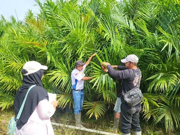 Jamin Mutu, Disbun Kalteng Sertifikasi Benih dan Bibit Perusahaan Sawit