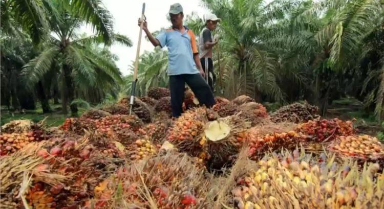 Naik, Harga TBS Sawit di Sumsel Ditetapkan Rp 3.464,78/Kg