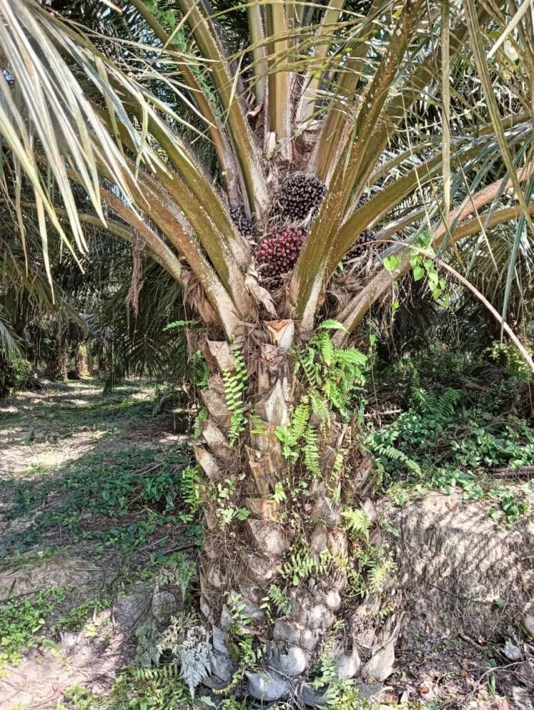 Harga Stabil, Produksi Sawit di Aceh Timur Malah Anjlok Sampai 60%