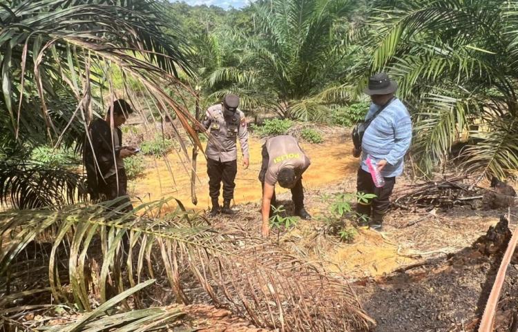 Jagung Hibrida Ditanam Secara Tumpang Sari di Kebun Sawit Warga Tayan Hulu