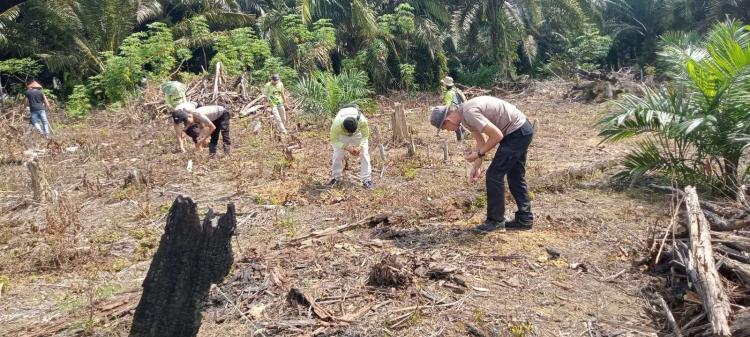 Lahan Sawit Masyarakat Sungai Laur Dioptimalkan untuk Tumpang Sari Jagung