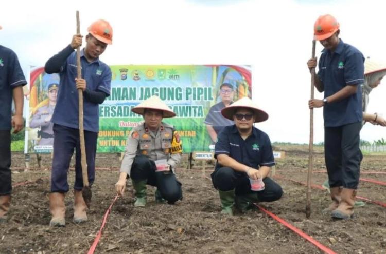 Penanaman Jagung Pola Tumpang Sari di Kebun Sawit di Inhu Berlanjut