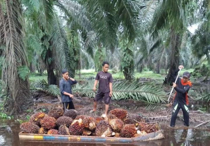 Petani Sawit Pasaman Barat Menjerit, Hasil Panen Anjlok Hingga 60%