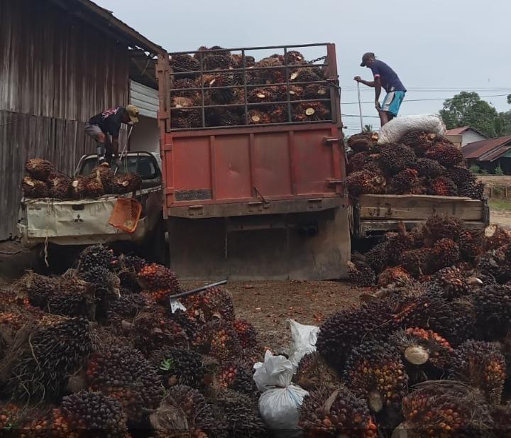 Kabar Bagus Jelang Ramadhan, Harga TBS Sawit Plasma di Riau Naik