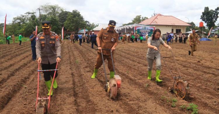 Lebih 2.000 Hektare Lahan Sawit di Belitung akan Ditanami Jagung Pola Tumpang Sari