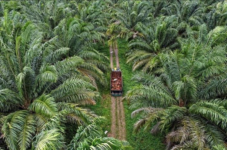22 Perusahaan di Aceh Dapat PROPER Merah, Didominasi Korporasi Sawit