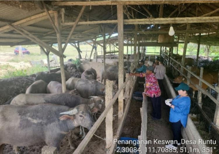 Dukung Integrasi Kerbau dan Sawit, Distan Kobar Cek Kesehatan Ternak