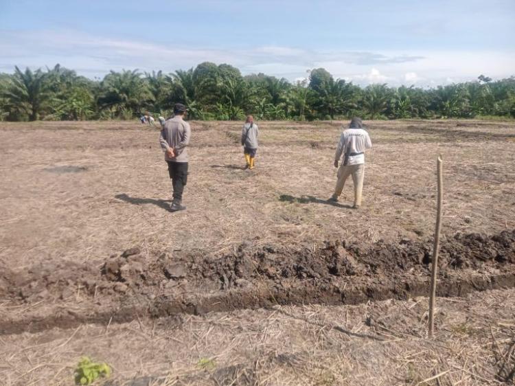 Perkembangan Pertumbuhan Jagung di Lahan Sawit di Riak Siabun Terus Dipantau